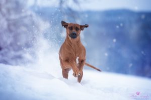 Winter im Januar 2021